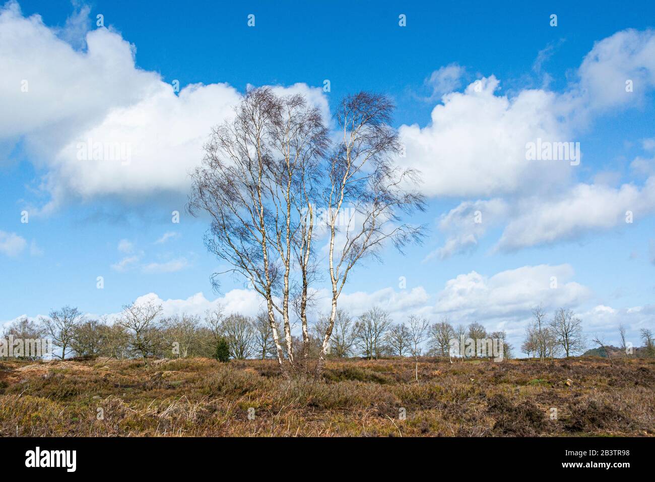 Silberbirken (Betula Pendula) auf dem südlichen Bickerton Hill, Cheshire Stockfoto