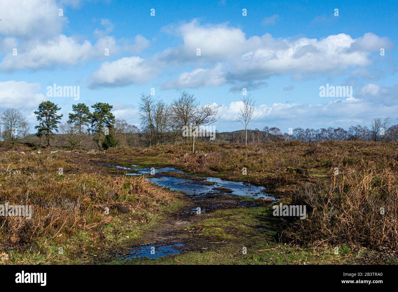 Heath landen auf dem südlichen Bickerton Hill, Cheshire Stockfoto