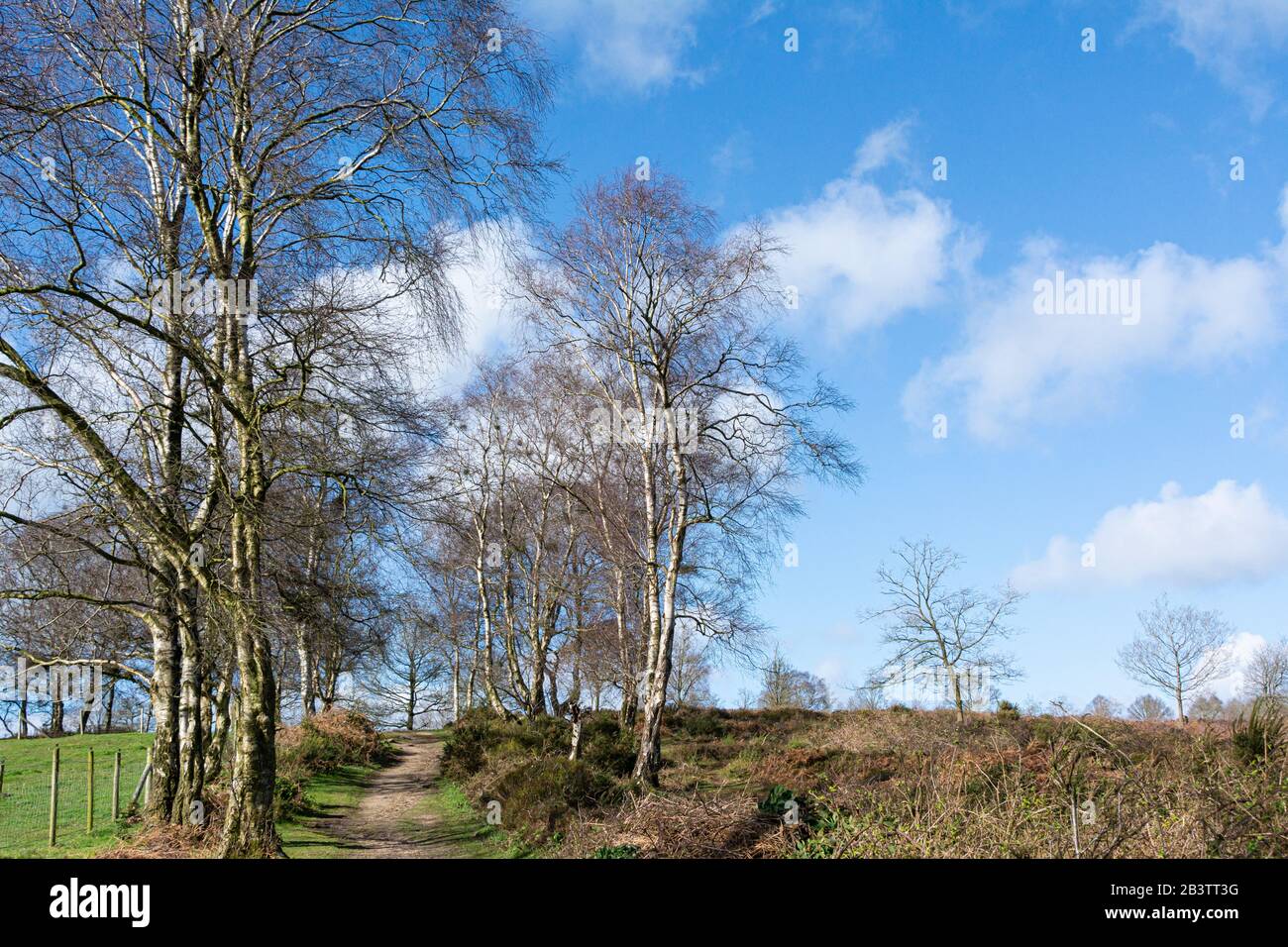 Ein Pfad mit silbernen Birken (Betula Pendula) auf dem südlichen Bickerton Hill, Cheshire Stockfoto