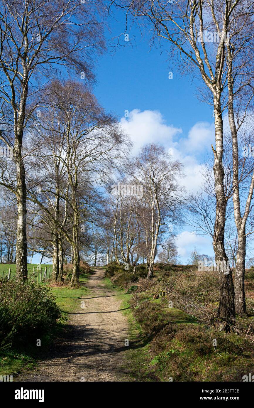 Ein Pfad mit silbernen Birken (Betula Pendula) auf dem südlichen Bickerton Hill, Cheshire Stockfoto