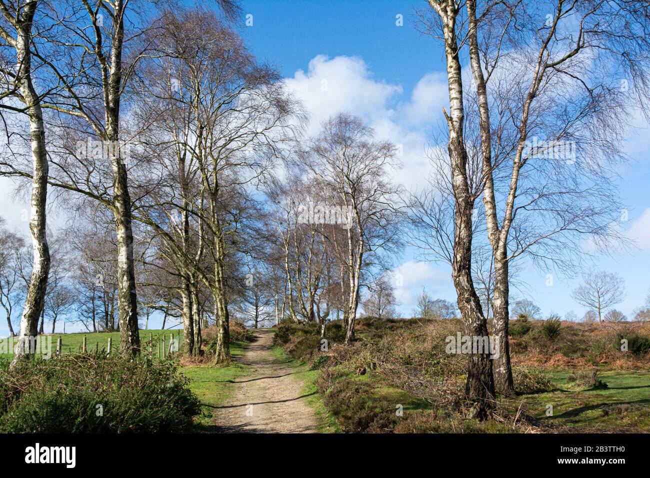 Ein Pfad mit silbernen Birken (Betula Pendula) auf dem südlichen Bickerton Hill, Cheshire Stockfoto