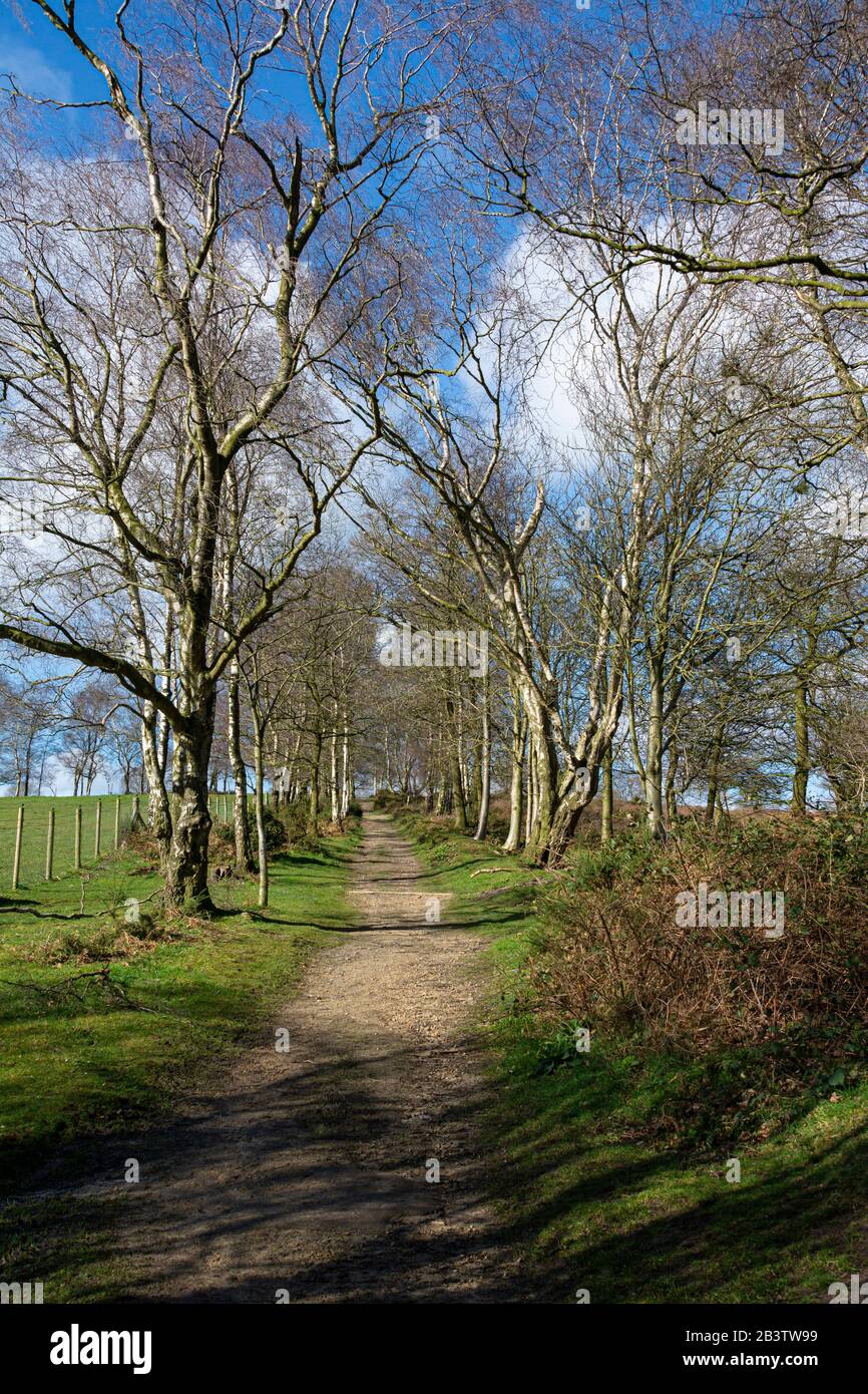 Ein Pfad mit silbernen Birken (Betula Pendula) auf dem südlichen Bickerton Hill, Cheshire Stockfoto