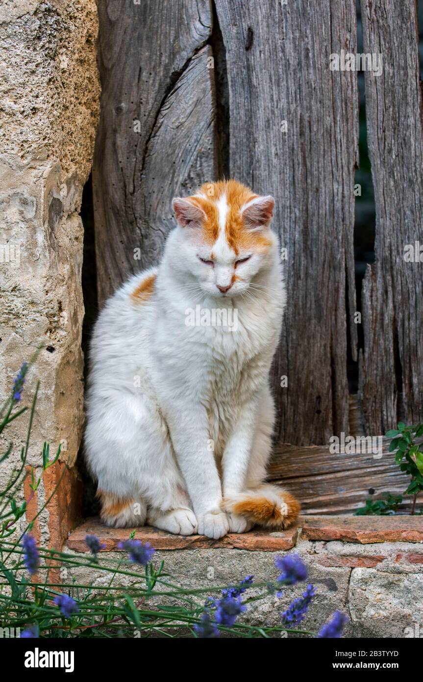 Hauskatze (Felis catus), die draußen vor der alten Holztür im französischen Dorf in der Provence, Frankreich, ruht Stockfoto