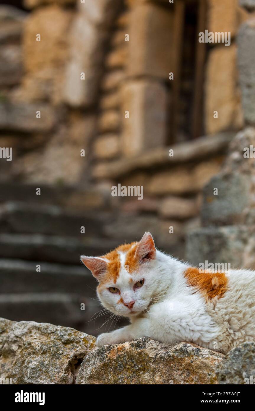 Hauskatze (Felis catus), die draußen in der Gasse des alten Dorfes in der Provence, Frankreich, ruht Stockfoto