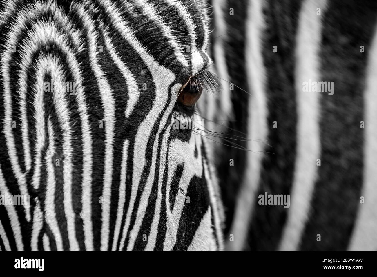 Grévys Zebra/imperiales Zebra (Equus grevyi), gebürtig aus Kenia und Äthiopien, Nahaufnahme von Balck und weiß gestreiftem Kopf und Auge Stockfoto