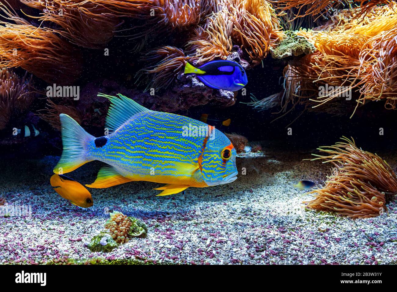 Bunte tropische exotische Fische in den Riffen in der Nähe des Unterbodens. Stockfoto