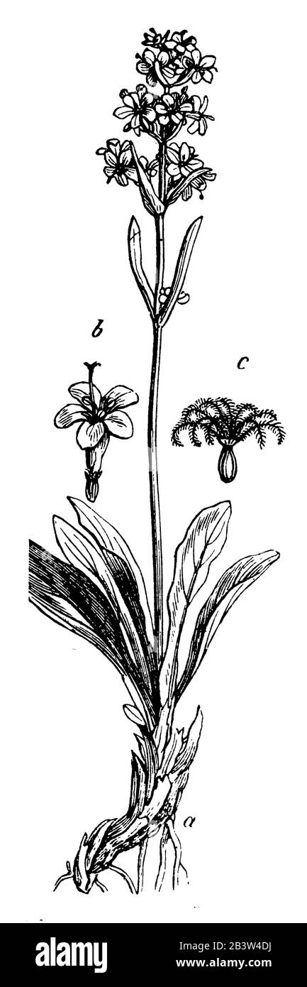 Alpine valerian, Valeriana celtica, (Buch über die Botanik, 1898) Stockfoto