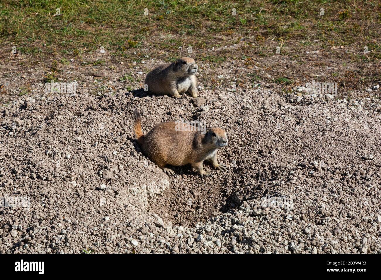 SD00292-00...SOUTH DAKOTA - Prairie Dogs, die auf einem Hügel in einem Grasland namens Roberts Prairie Dog Town sitzen, das an der sage Creek Road in Badlands Na liegt Stockfoto