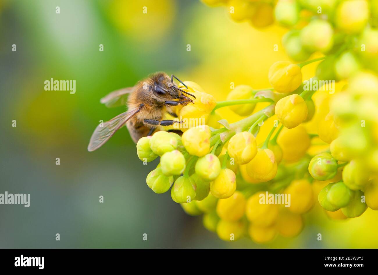 Biene sammelt Nektar aus einer Blume Stockfoto