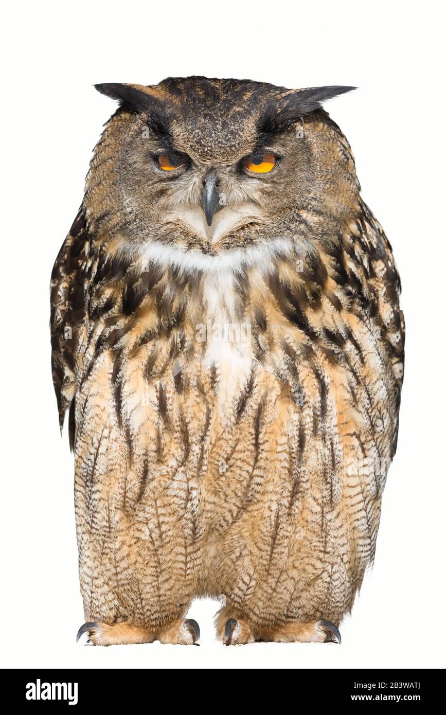 Eule Napping isoliert auf weißem Hintergrund ( Bubo Bubo ) Stockfoto