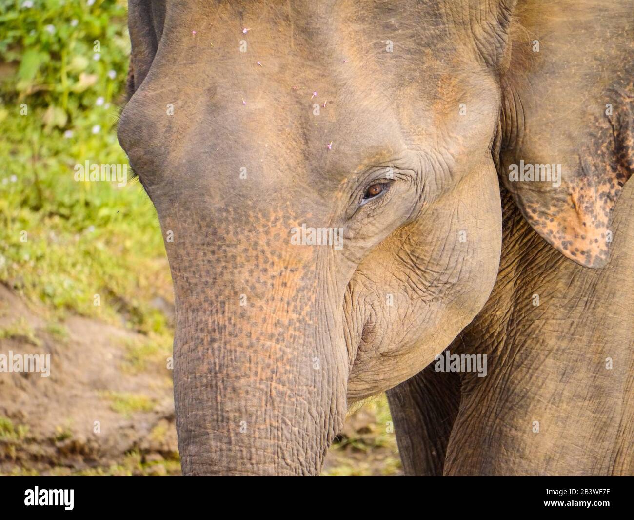 Kopfschuss eines jungen Sri-lankischen Elefanten (Elephas maximus maximus), der durch den Udawalawe Nationalpark wandert Stockfoto