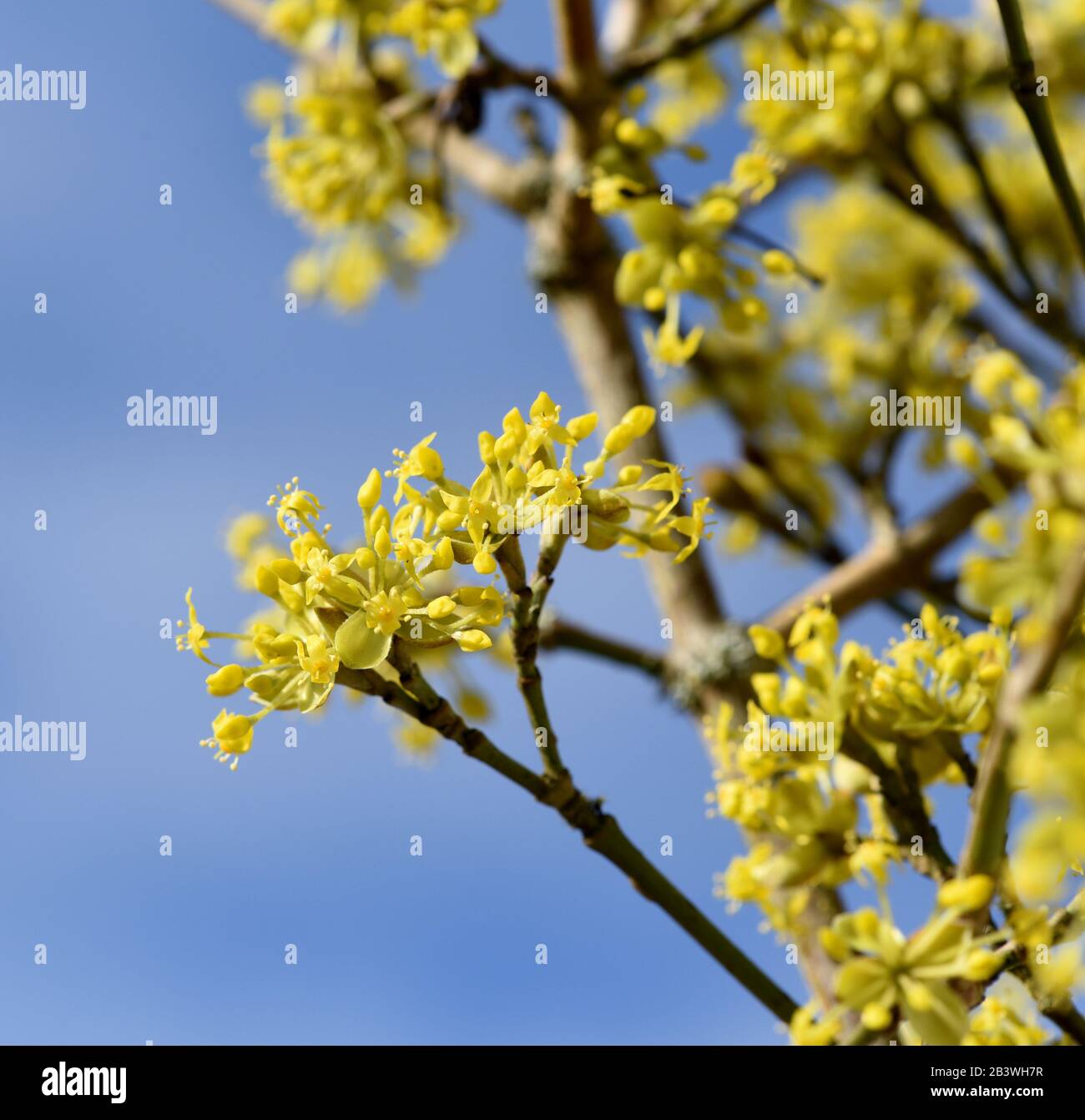 Kornelkirsche, Cornus mas, ist Busch mit gelben Blueten der im Spaeten Winter Bleht. Cornelian Kirsche, Cornus mas, ist ein Busch mit gelben Blumen, die Stockfoto