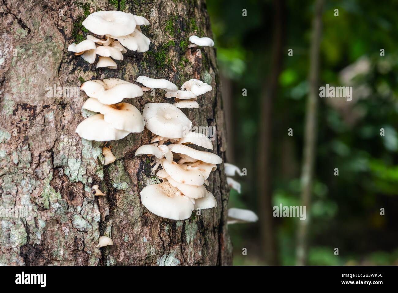 Weiße Pilze auf dem Tree Bark Cleaver Woods Park in Trinidad, tropischer Wald in der Nähe Stockfoto