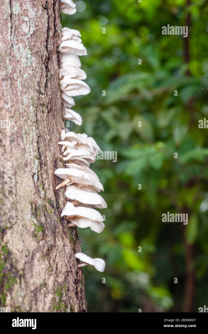 Weiße Pilze auf dem Tree Bark Cleaver Woods Park in Trinidad, tropischer Wald in der Nähe Stockfoto