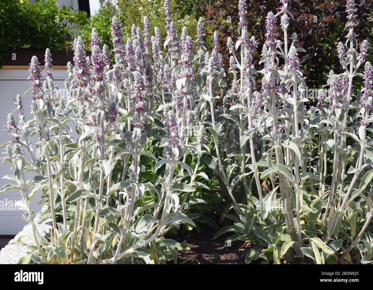 Wollziest, Stachys byzantina, auch Eselsohr genannt, ist eine schoene Heil- und Gartenflanze. Das, Stachys byzantina, auch Eselsohr genannt, ist ein B. Stockfoto