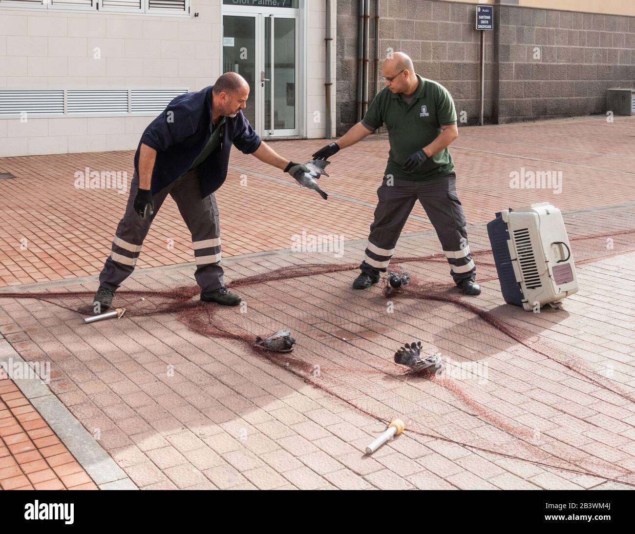Arbeiter der örtlichen Behörde (rat) fangen Feraltauben mit einem Netz, das an Gewichten befestigt ist, die von Kolben mit Druckluft gestartet werden. Stockfoto