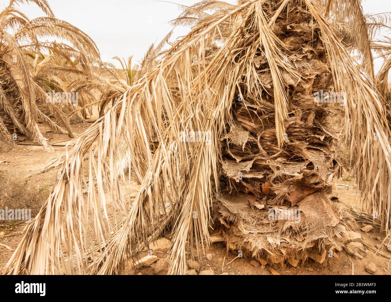 Tote Palmen auf Gran Canaria, Kanarischen Inseln, Spanien Stockfoto