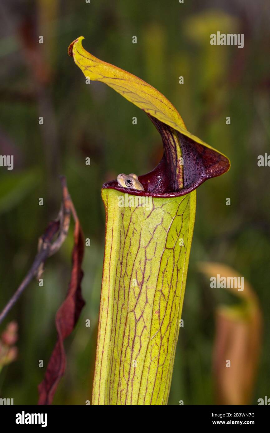 Baumfrosch (Hyla sp.) Blick aus einem Krug der fleischfressenden Pflanze Sarracenia alata in Mississippi, USA Stockfoto