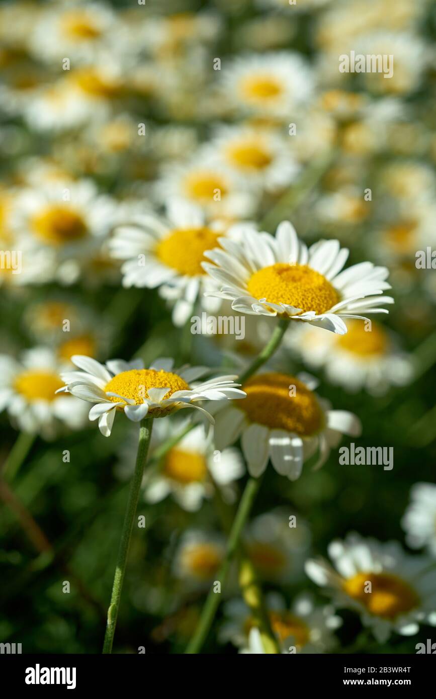 Blühende Margeriten in ein Blumenbeet im Sommer Stockfoto