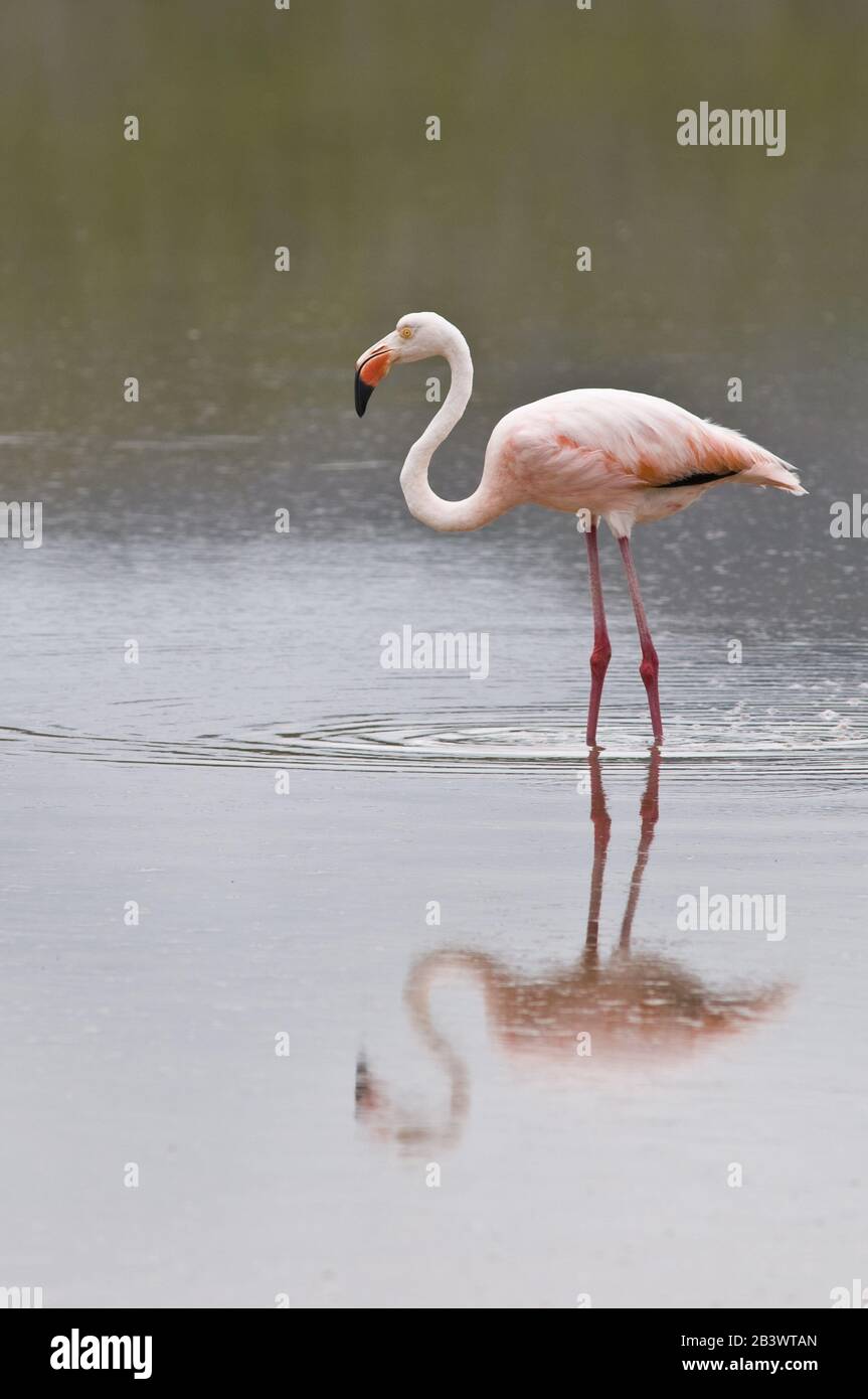 Pink American Flamingo (Phönicopterus ruber), Cormorant Point, Isla Santa Maria oder Floreana Island, Galapagos Islands, Ecuador. Stockfoto