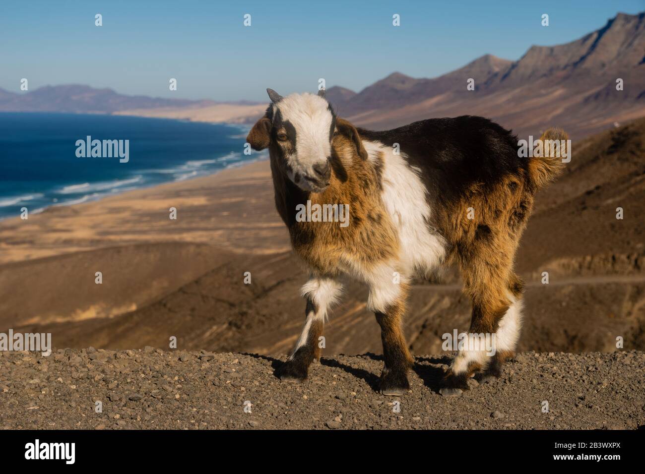 Wildziegen, das unhinterfragte Tiersymbol der Insel Fuerteventura. Im Hintergrund der berühmte wilde Strand von Cofete Stockfoto