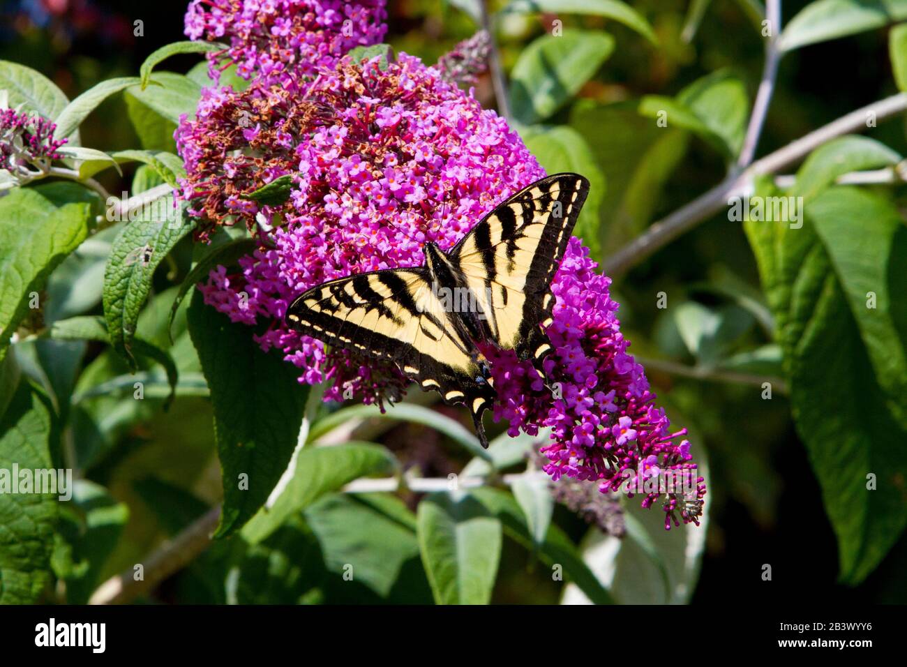 Der westliche Tiger Swallowtail (Papilio rutulus) Schmetterling bestäubt in einem Garten in Nanaimo, Vancouver Island, BC, Kanada eine Buddleja-Blume Stockfoto