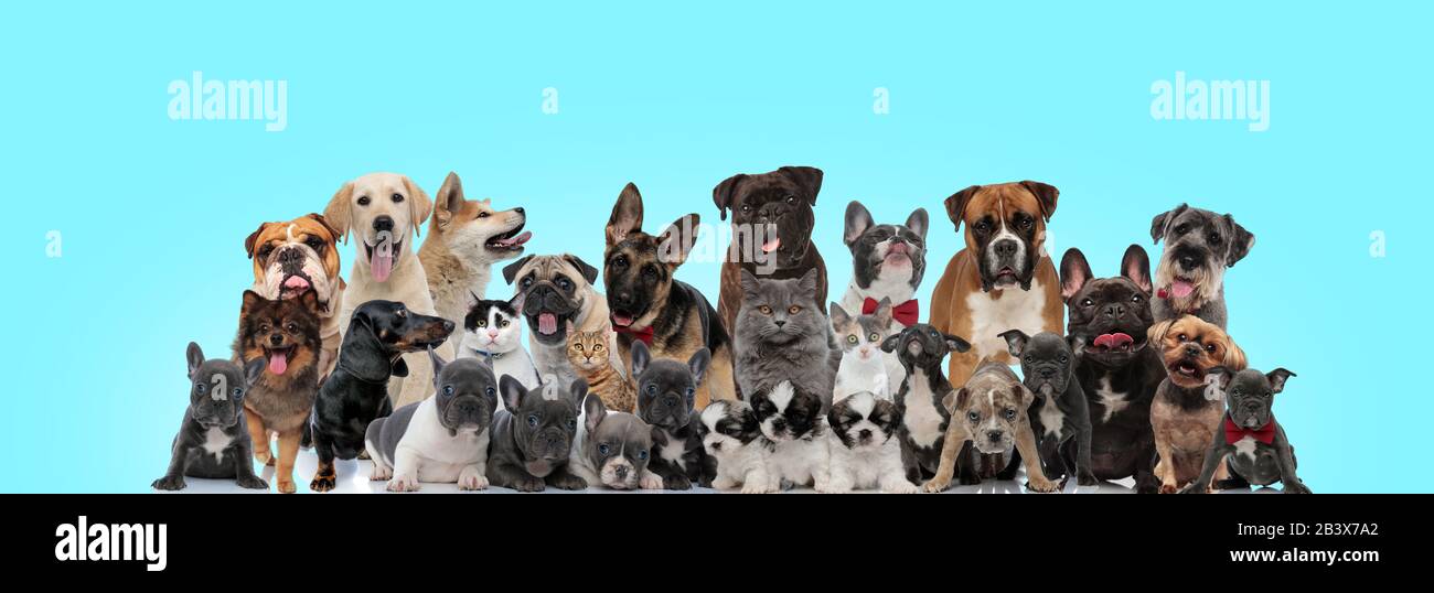 Viele süße glückliche Katzen und Hunde, die seltsam auf die Kamera auf blauem Hintergrund blicken Stockfoto