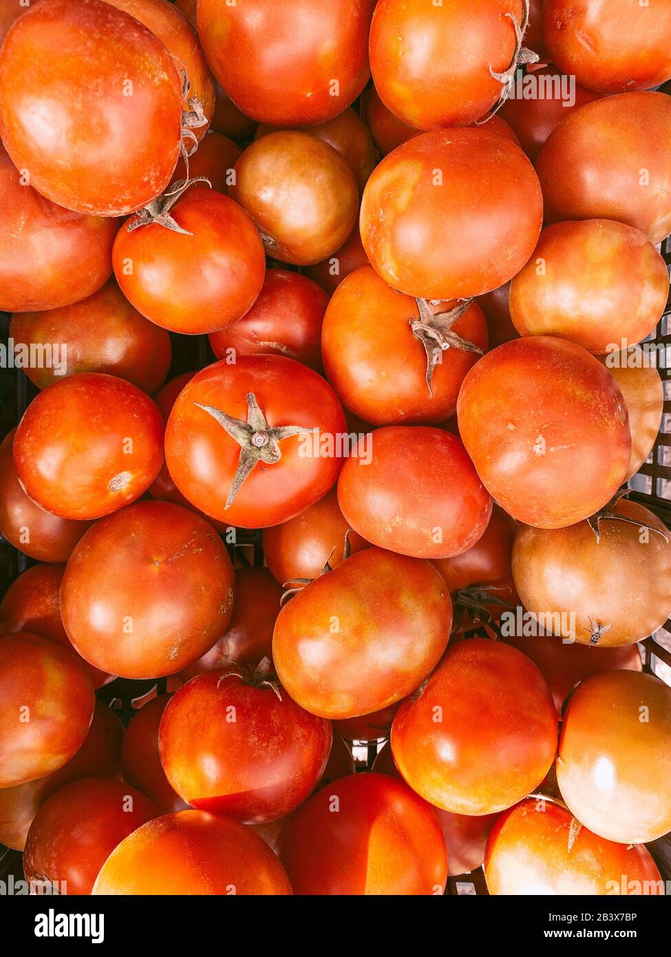 Reife frische Tomaten, Blick von oben. Bild auf Handy gemacht Stockfoto