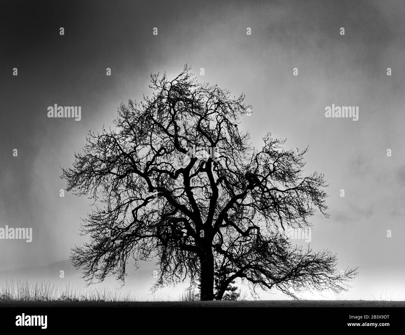 Baum, großer alter Baum auf einem Feld, in der Nähe von North Nibley, Den Cotswolds UK Stockfoto