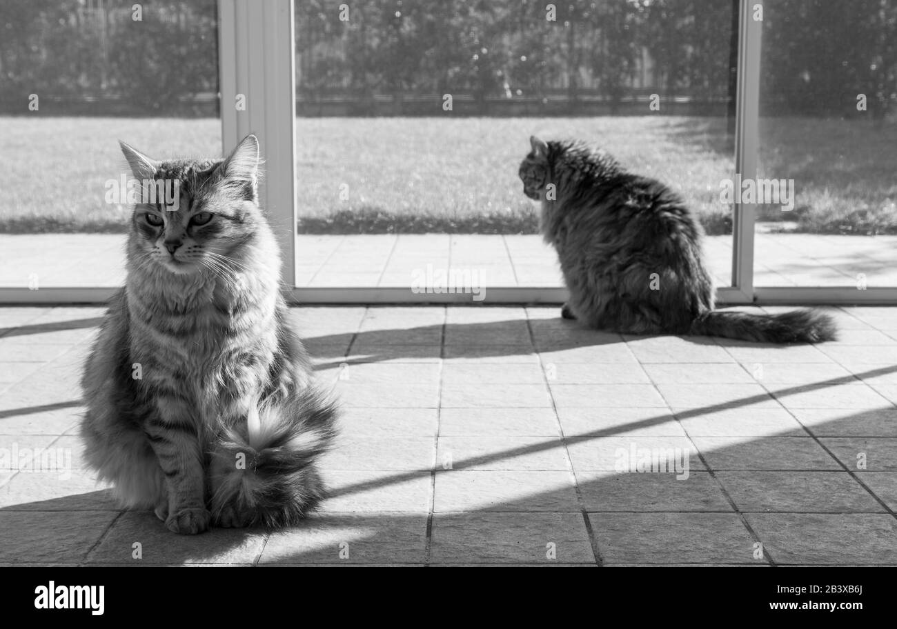 Langhaarige sibirische Katzen brüten in einem Garten Stockfoto