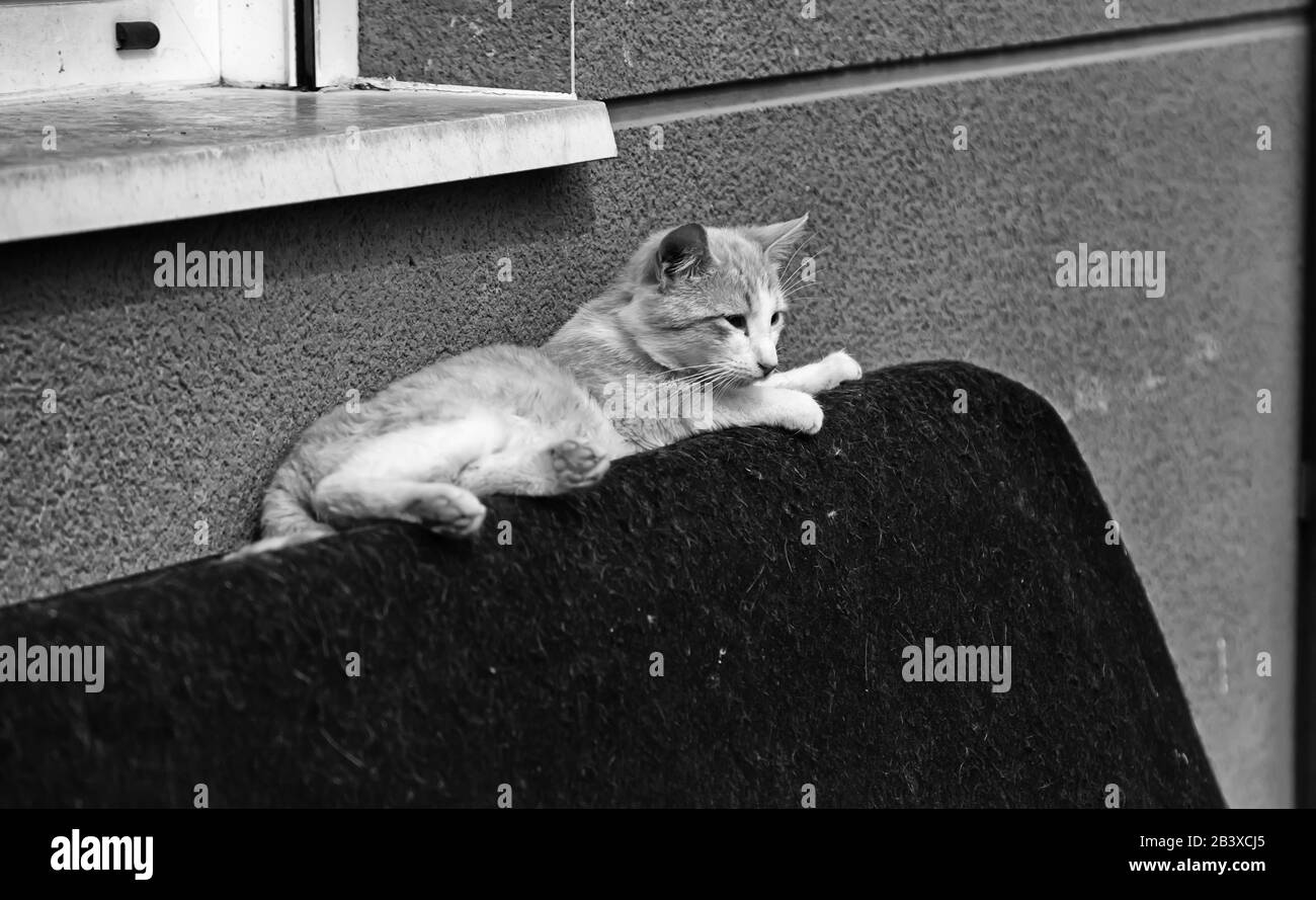 Verlassene Straße Katzen, Tierquälerei, Trauer Stockfoto