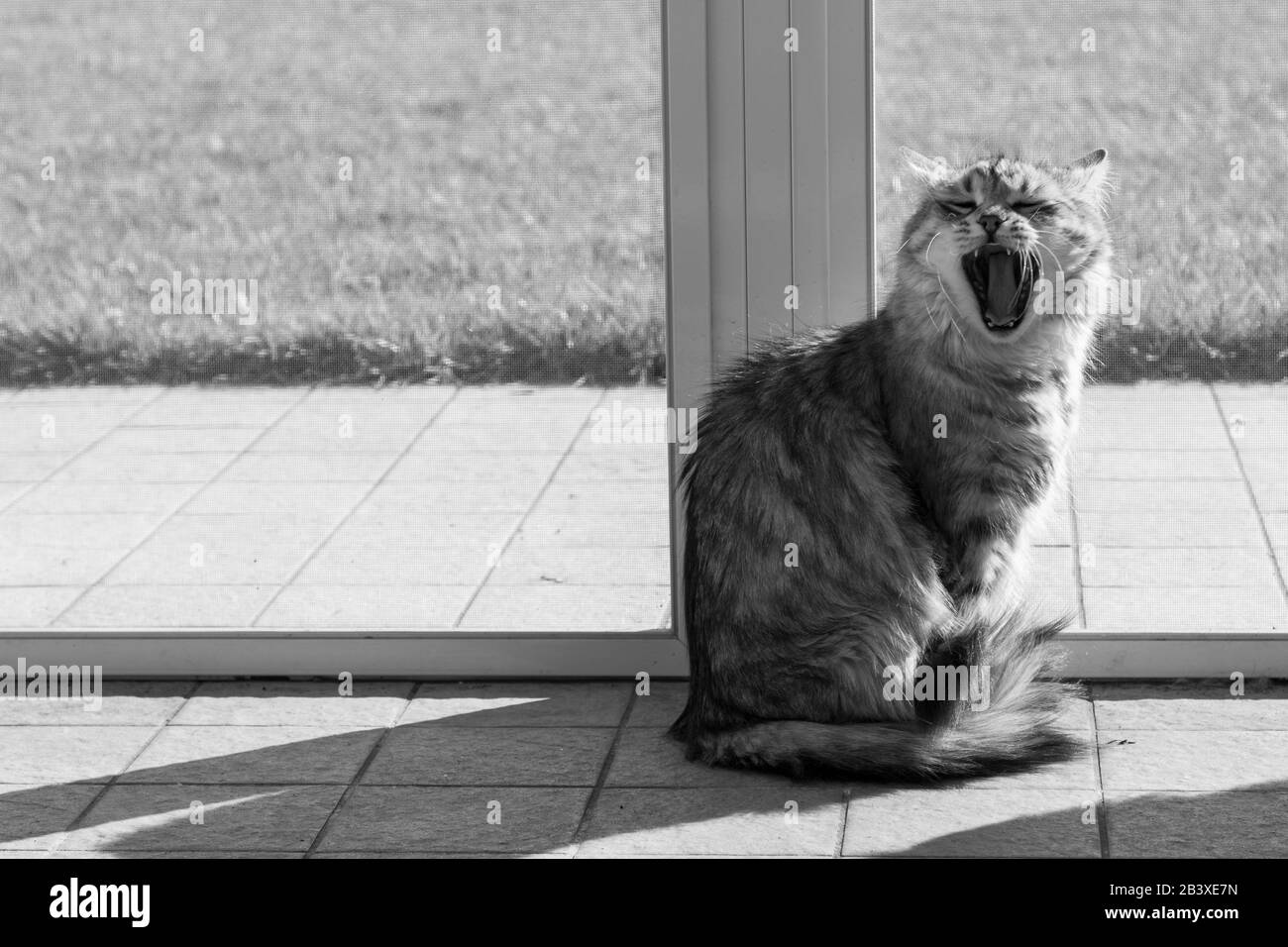 Langhaarige sibirische Katze brütet in einem Garten Stockfoto