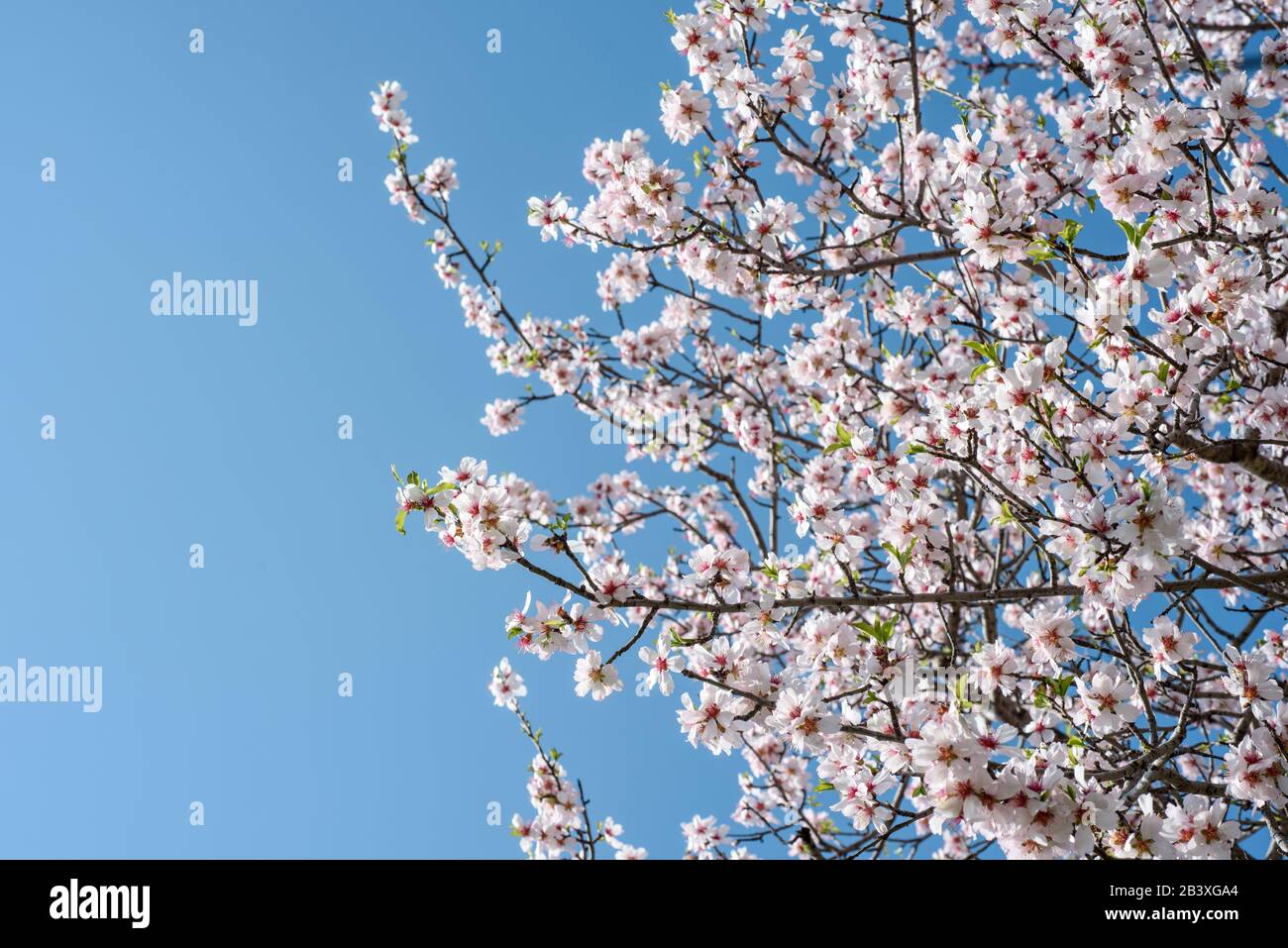 Blühender Mandelbaum verzweigt sich über klaren blauen Himmel mit Kopierraum Stockfoto