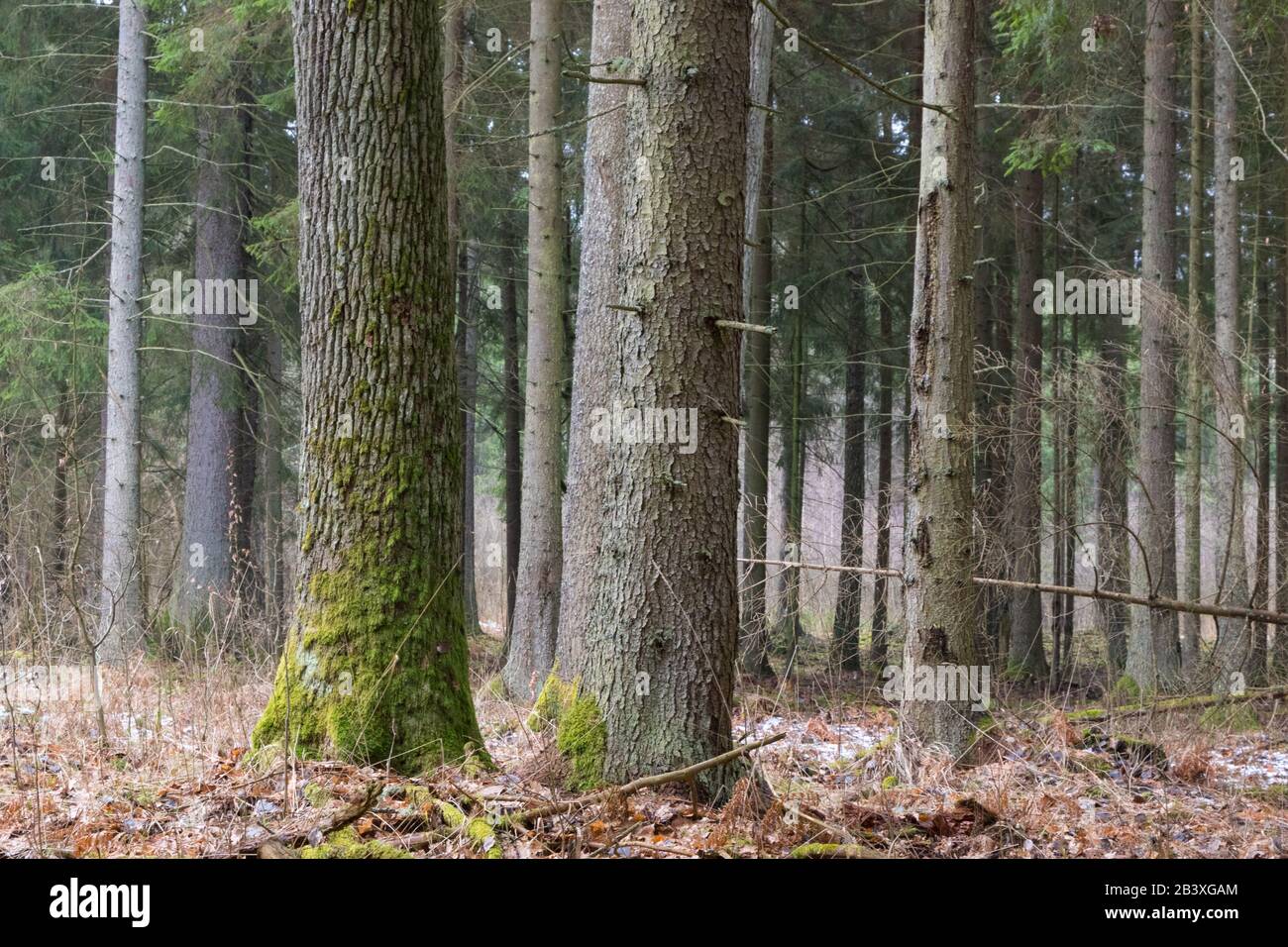 Nadelständer von Fichten im schneelosen Winter bewölkt Morgen, Bialowieza Wald, Polen, Europa Stockfoto
