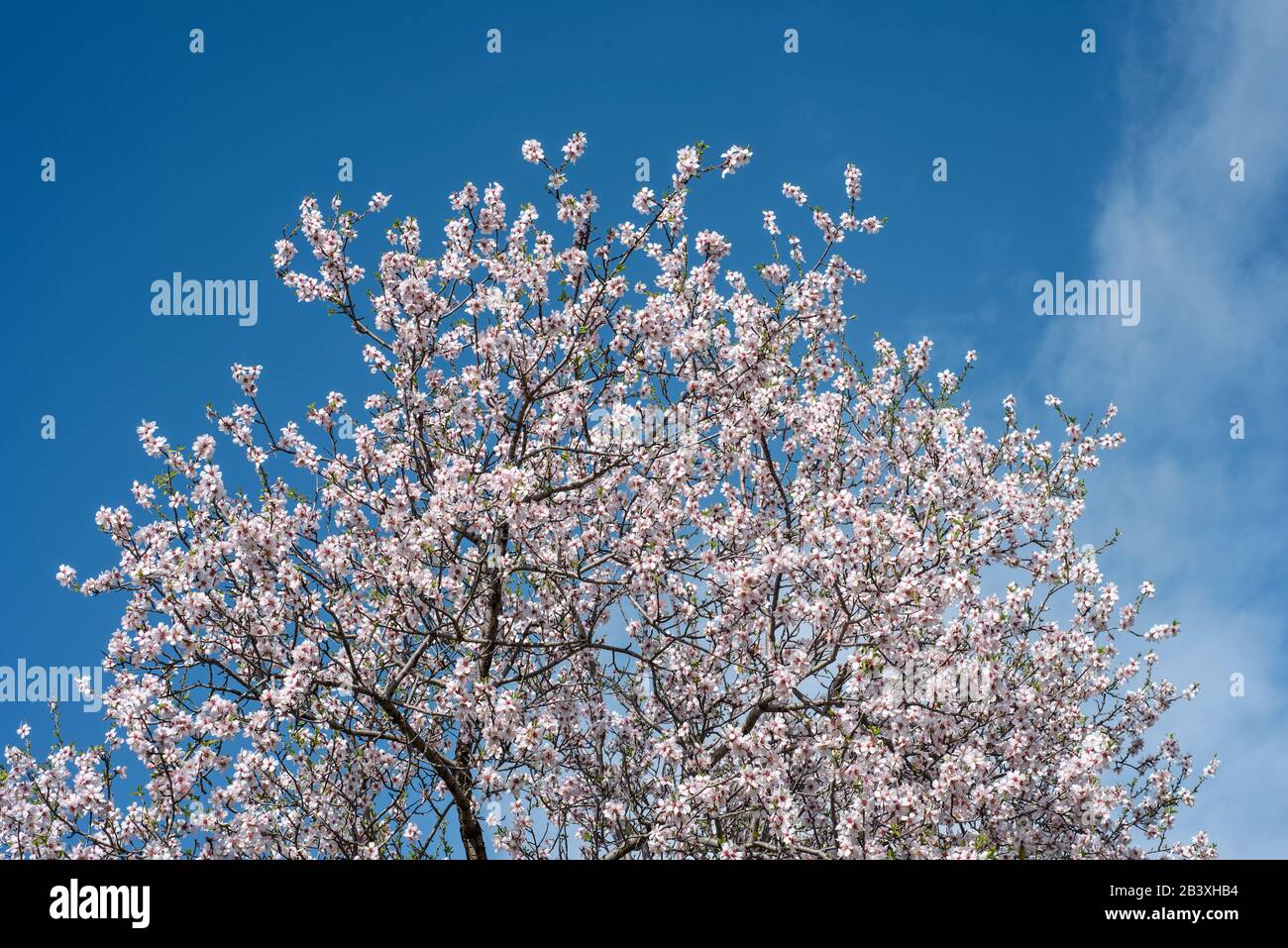 Spitze des Mandelbaums mit weißen Blüten gegen blauen Himmel Stockfoto