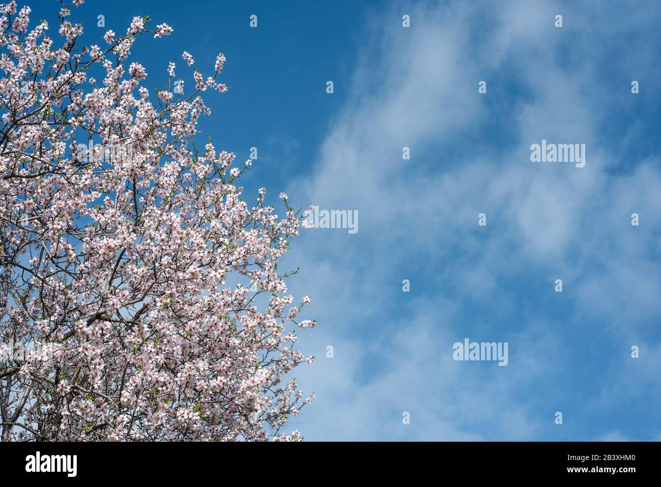 Blühender Mandelbaum über blauem Himmel mit Wolken, Kopierraum Stockfoto
