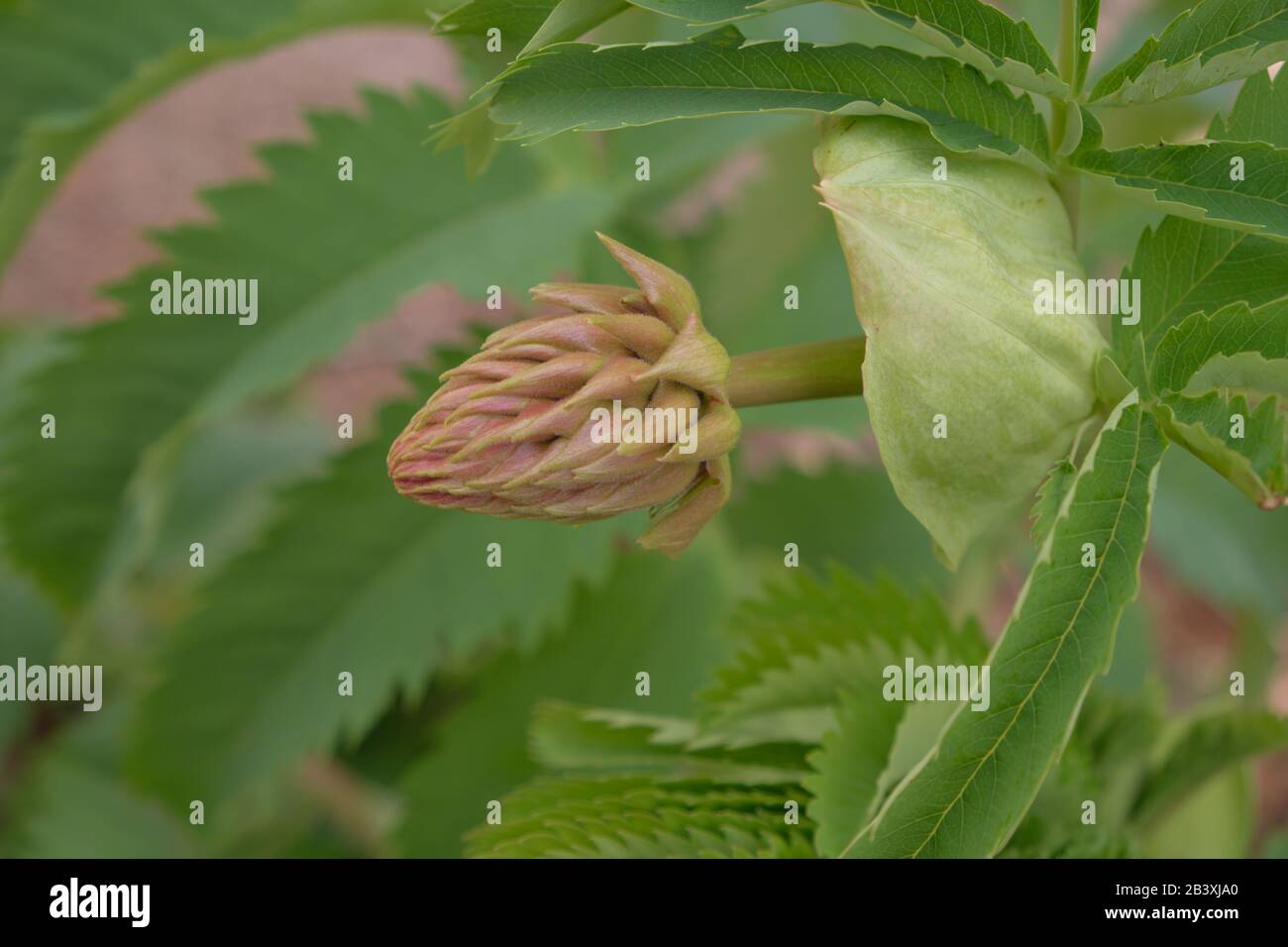 Melianthus Major Bud Stockfoto