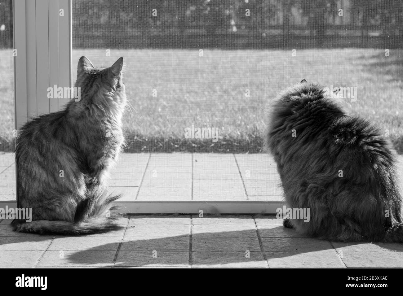 Langhaarige sibirische Katzen brüten in einem Garten Stockfoto