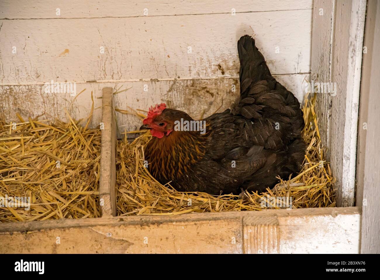 Huhn Sitzt Im Nest Legt Aber Nicht Ruhe und eierlegen beim eierlegen -Fotos und -Bildmaterial in hoher