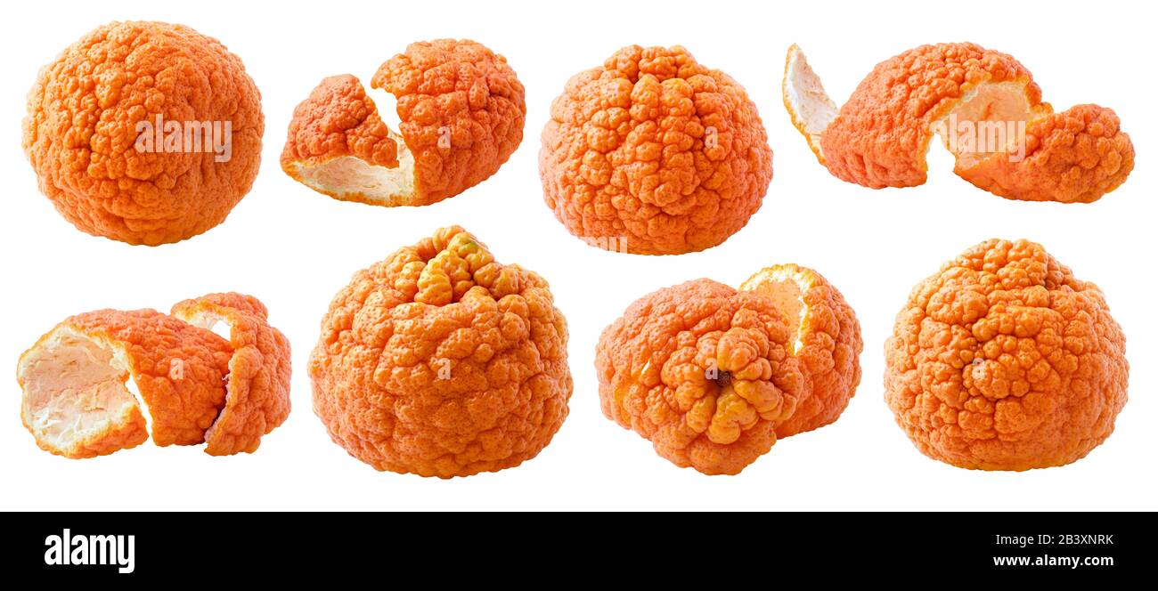 Isolierte seedlose Mandarinen. Sammlung frischer tangentiale Früchte mit holpriger Haut, isoliert auf weißem Hintergrund mit Beschneidungspfad Stockfoto