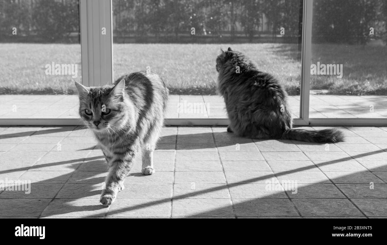 Langhaarige sibirische Katzen brüten in einem Garten Stockfoto