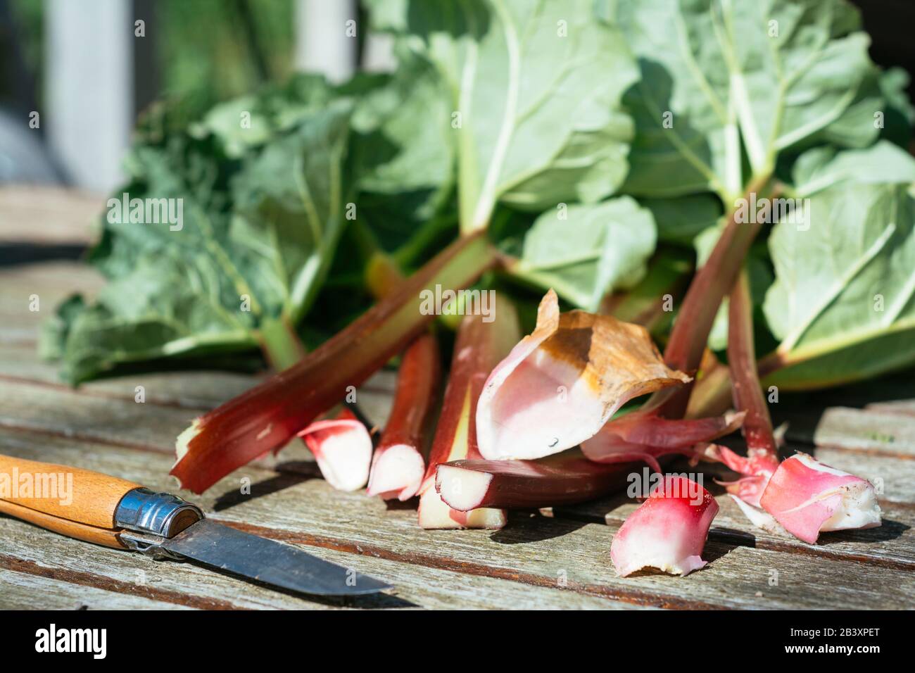 Frisch geerntete Rhabarbenstiele auf einem Gartentisch. Stockfoto
