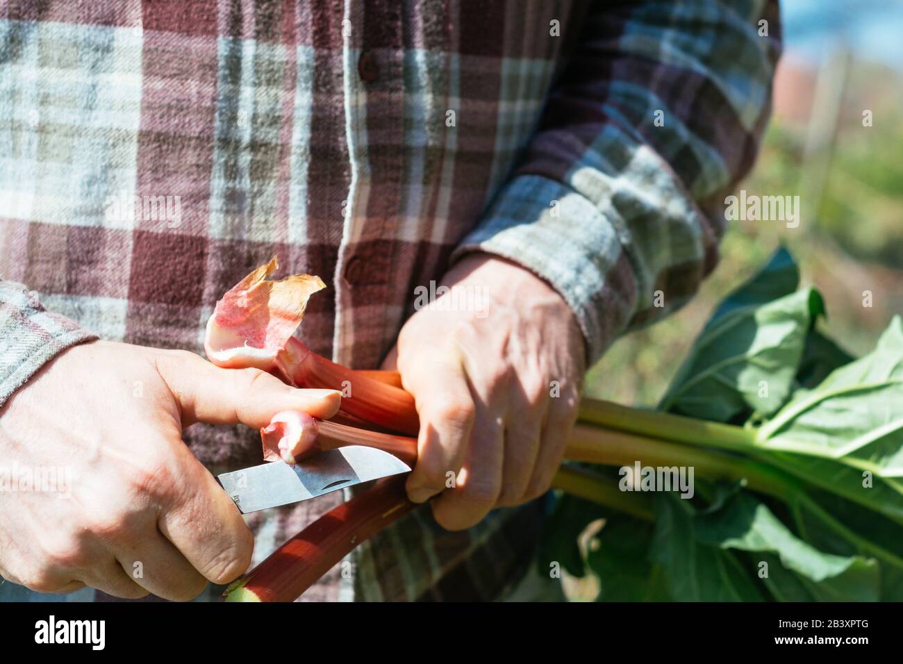 Gärtner schneiden das Ende eines Rhabarbenstiels. Stockfoto