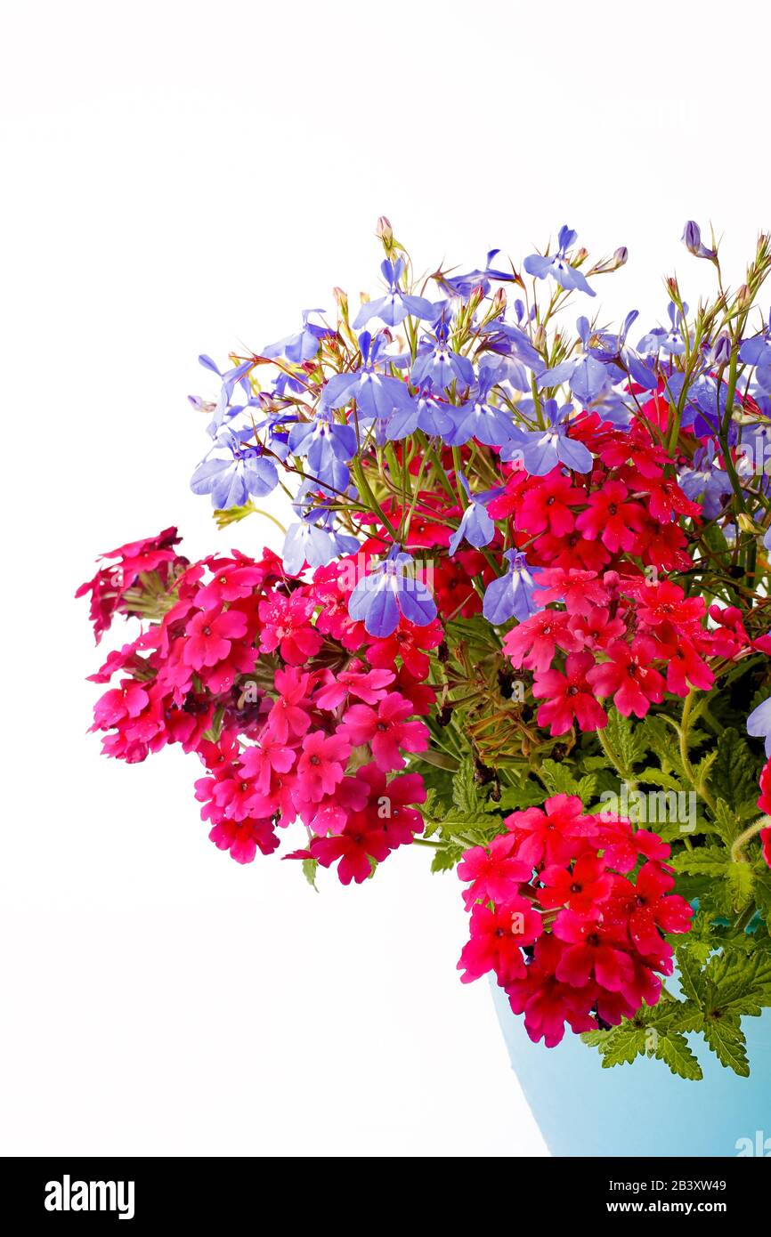 Rote Verbena und blaue Lobelie in einem Gartencontainer vergossen. Stockfoto