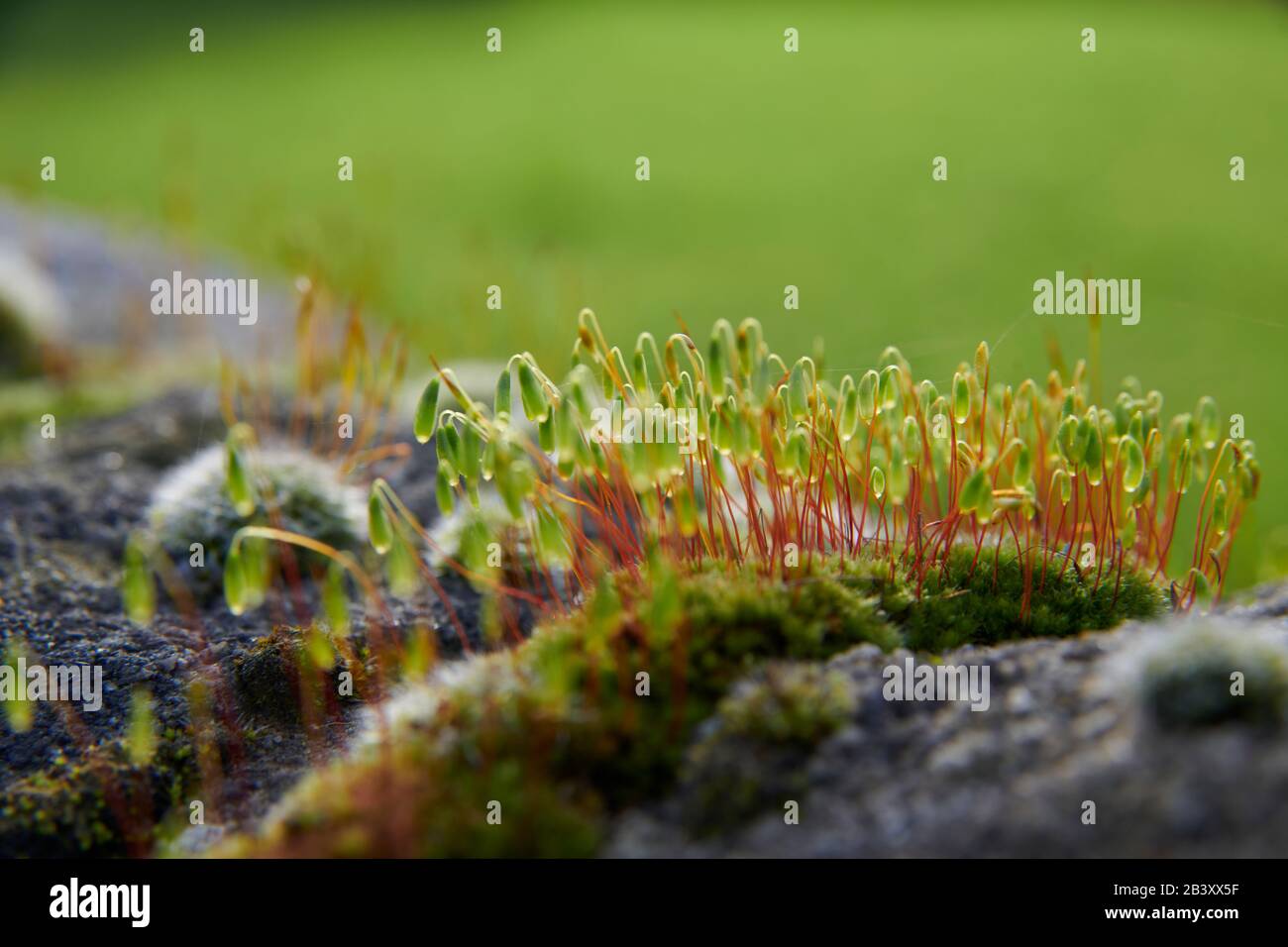 Pincushion-Moos (Leucobryum glaukum) wachsen und blühen an einer alten Steinwand, North Yorkshire England, Großbritannien, GB. Stockfoto