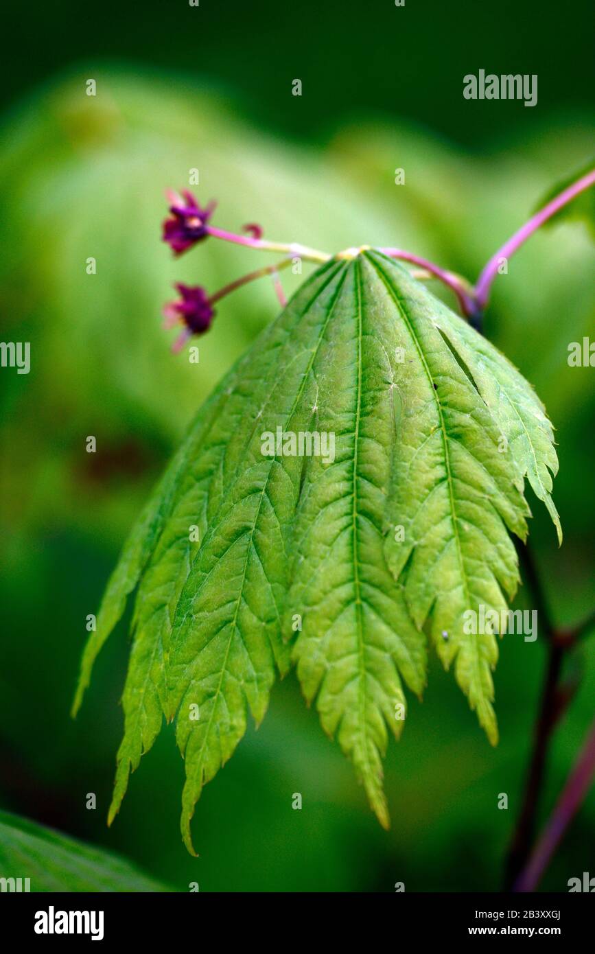 Acer japonicum aki-Hi, neues Wachstum, Frühlingswachstum, grünes Laub, Blätter, japanischer Ahorn, Aker, Baum, Bäume, RM-Blumenmuster Stockfoto