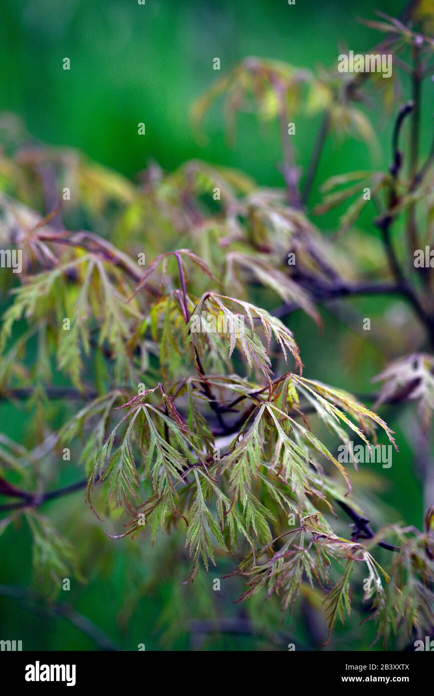 Acer palmatum var dictum Baldsmith, zerlegte Blätter, Lacy folaige, Lacy Leaves, japanischer Ahorn, Aker, Baum, Bäume, RM Floral Stockfoto