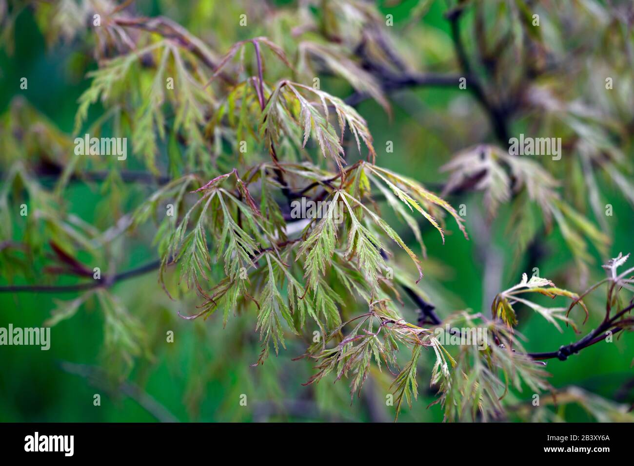 Acer palmatum var dictum Baldsmith, zerlegte Blätter, Lacy folaige, Lacy Leaves, japanischer Ahorn, Aker, Baum, Bäume, RM Floral Stockfoto
