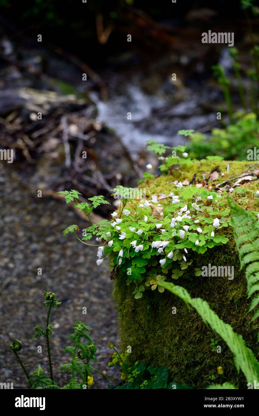 Gemein Holz-Sorrel, Oxalis acetosella, weiße Blumen, grünes Laub, Blätter, Wildblume, wachsen auf moosbedecktem Baumstumpf, RM geblüht Stockfoto