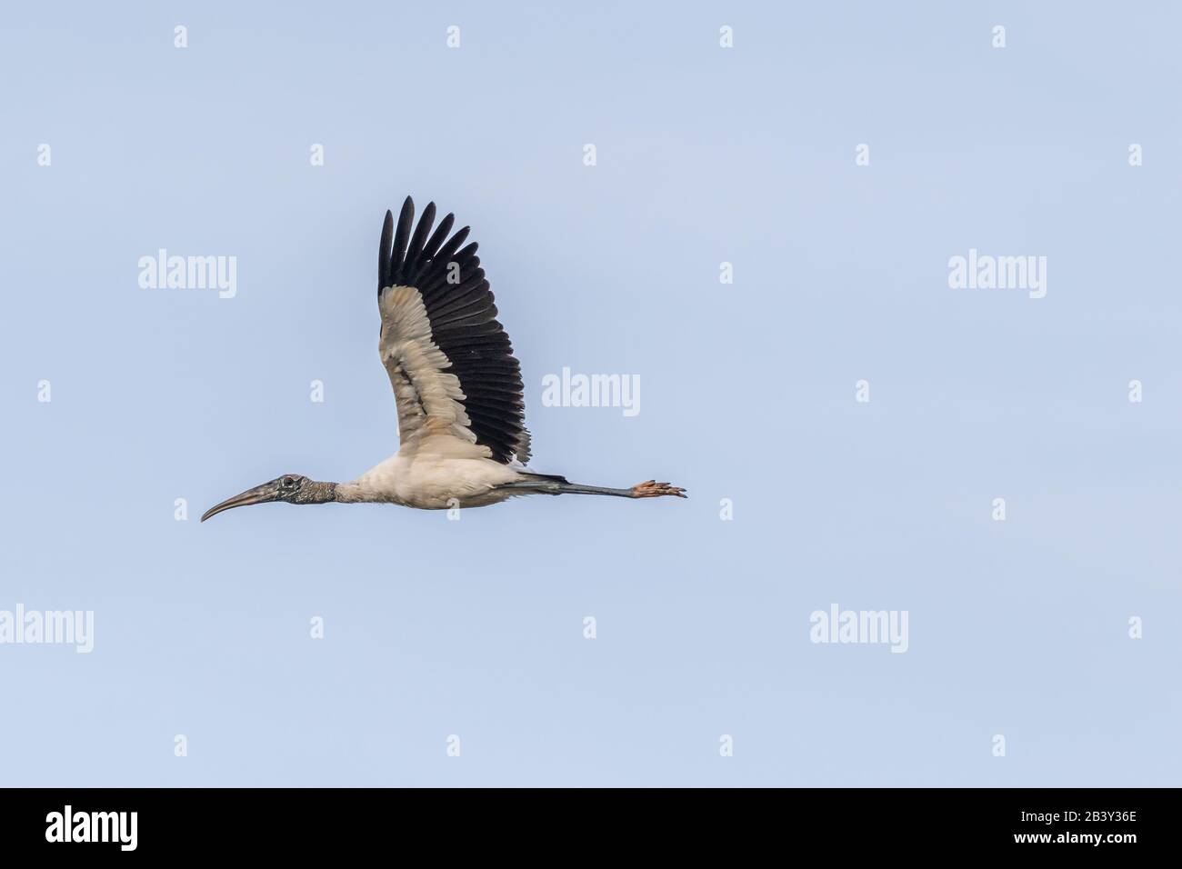 Wood Stork (Mycteria Americana) fliegt über Merritt Island National Wildlife Refuge, Florida, USA. Stockfoto